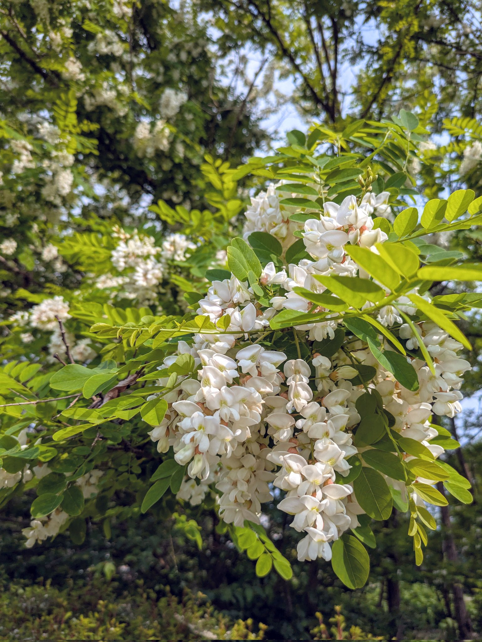 シングルオリジンローハニー0389 秋田県大館市産あかしあ蜂蜜|2024年6月8日採蜜 – はちみつコラム